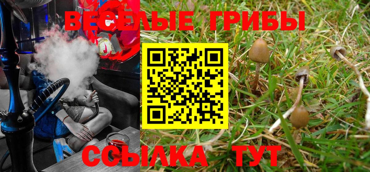 Галлюциногенные грибы Psilocybine cubensis Санкт-Петербург